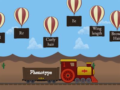 Genotype and Phenotype