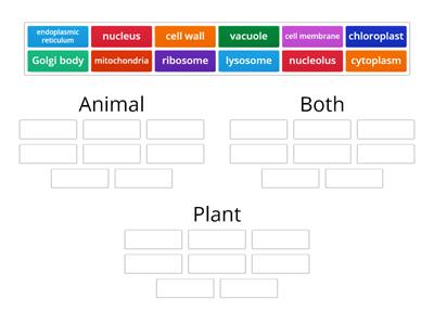 Venn diagram - animal VS plant cell