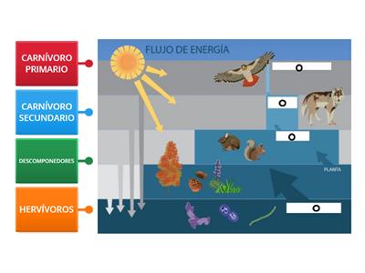 FLUJO DE ENERGÍA