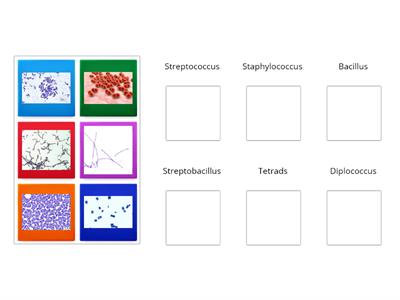 Morphology and Arrangements