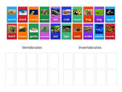 Can you sort these into vertebrates and invertebrates?