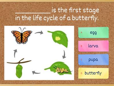 Life cycle of a butterfly