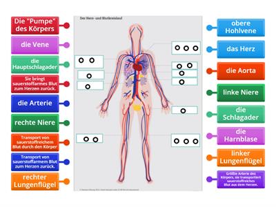 Deutsch in der Pflege - der Herz- und Blutkreislauf