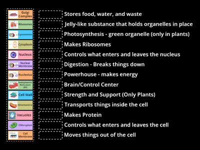 Review Cell Organelles