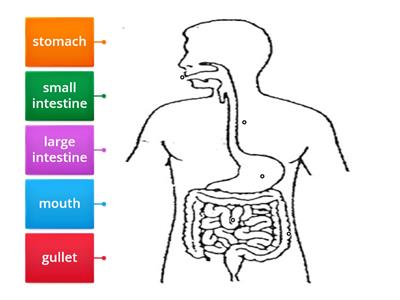 Digestive system (label)
