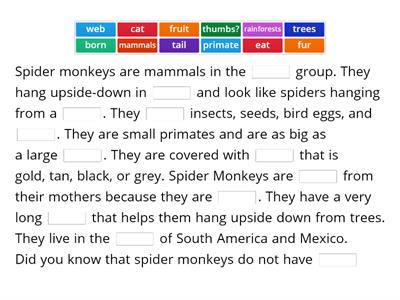 Spider Monkeys     By: Alex
