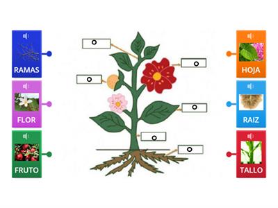 PARTES DE UNA PLANTA 