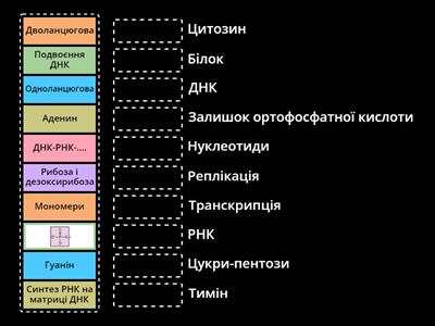 Будова нуклеїнових кислот