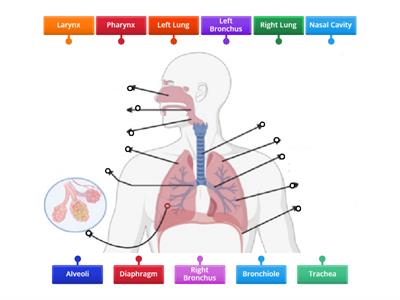 Human Respiratory System #1