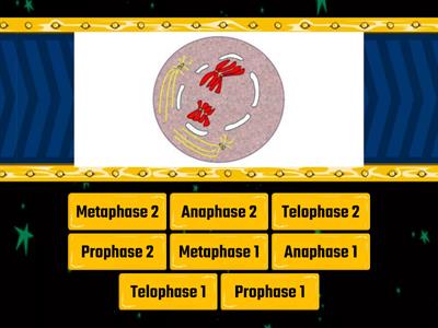 MEIOSIS