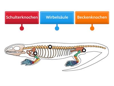 Skelett Reptilien (Echse) Bio 5 Klasse BW