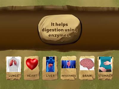 HUMAN ORGANS AND DEFINITIONS