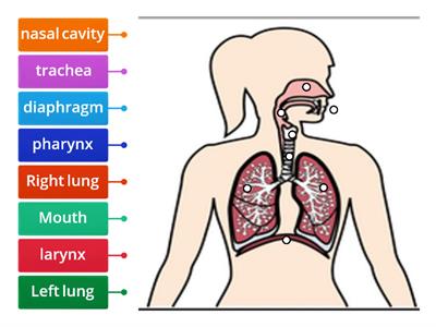 8.5- 10hHSA-  Starter activity - Lung diseases