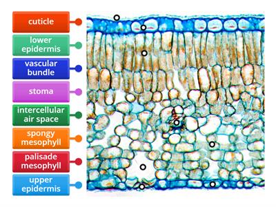 Light micrograph of dicot leaf