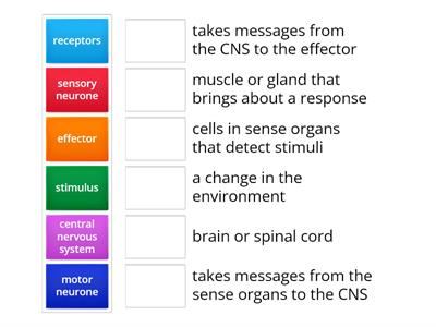 nervous system key words