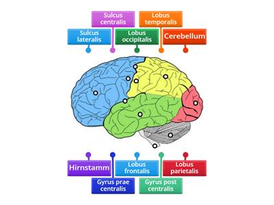 Neuroanatomie