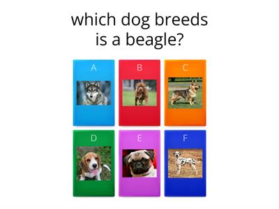 Dog breeds