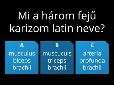 Funkcionális anatómia Háromfejű karizom