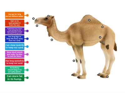 Adaptation - Camel