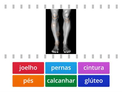 Partes do corpo - parte 1 / Parts of the body in Portuguese - part 1