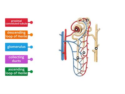 Parts of a nephron