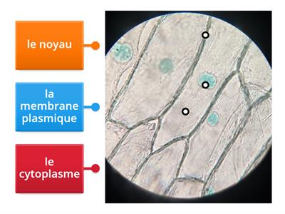 Les légendes de la cellule