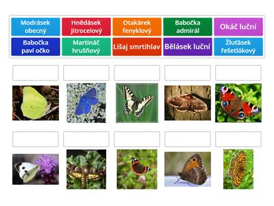 Motýli a jejich názvy