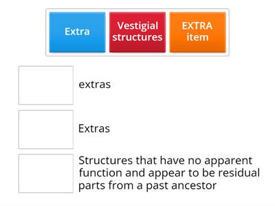 Evolution Vocab