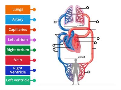 Circulatory system 
