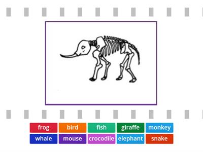 UNIT 8: THE ROBOT (ANIMAL SKELETON)