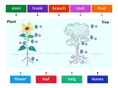 11 G L 9-10  Plant life , WB EX. 1