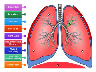 The Respiratory System