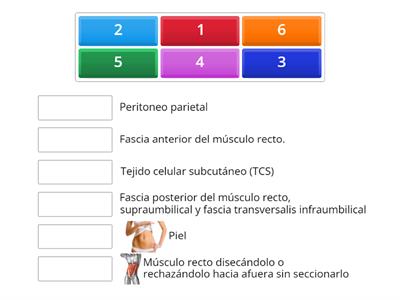 Capas de las incisiones paramedias - Jath