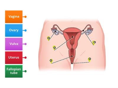 Female reproductive organs