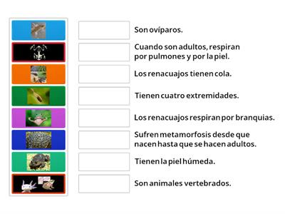 CARACTERÍSTICAS DE LOS ANFIBIOS