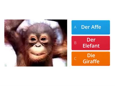 Tiere im Zoo und Wildtiere