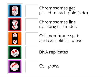 Mitosis - Match diagrams to points 