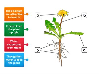 Parts of plants functions