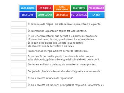 LES PARTS DE LES PLANTES I LES SEVES FUNCIONS  4t PRIMÀRIA