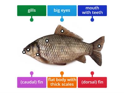 Label the parts of the crucian carp