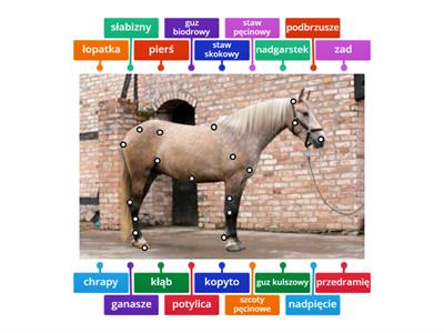 koń anatomia
