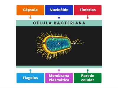 Atividade - Célula Bacteriana
