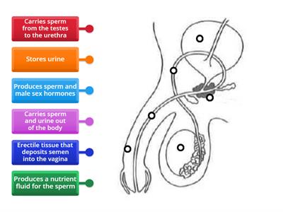 LSS: Male human reproductive system II