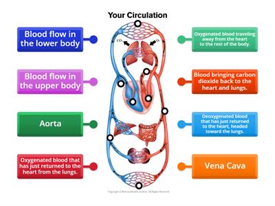 Blood Circulation Diagram