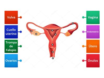 Partes de Sistema reproductor femenino