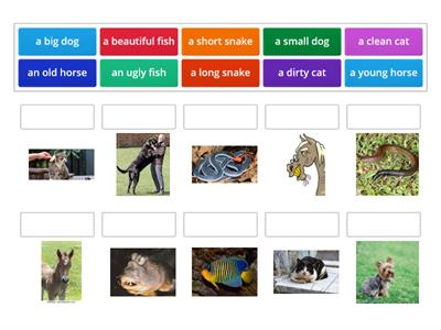 KB1 U5 Animals and adjectives revision