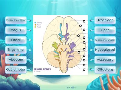 Identify the Cranial Nerve