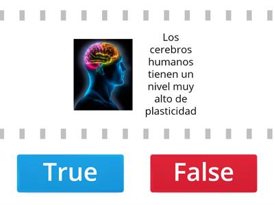 EL CEREBRO PLASTICO