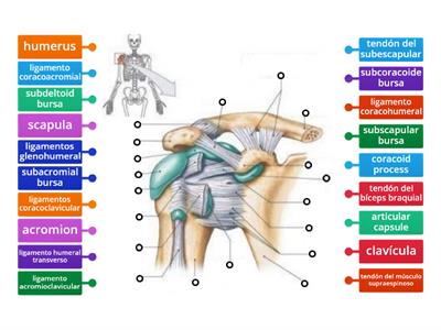 Anatomía del hombro