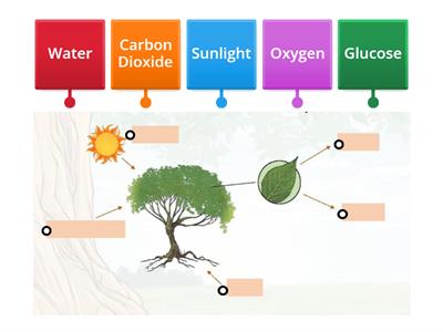 Photosynthesis Labels